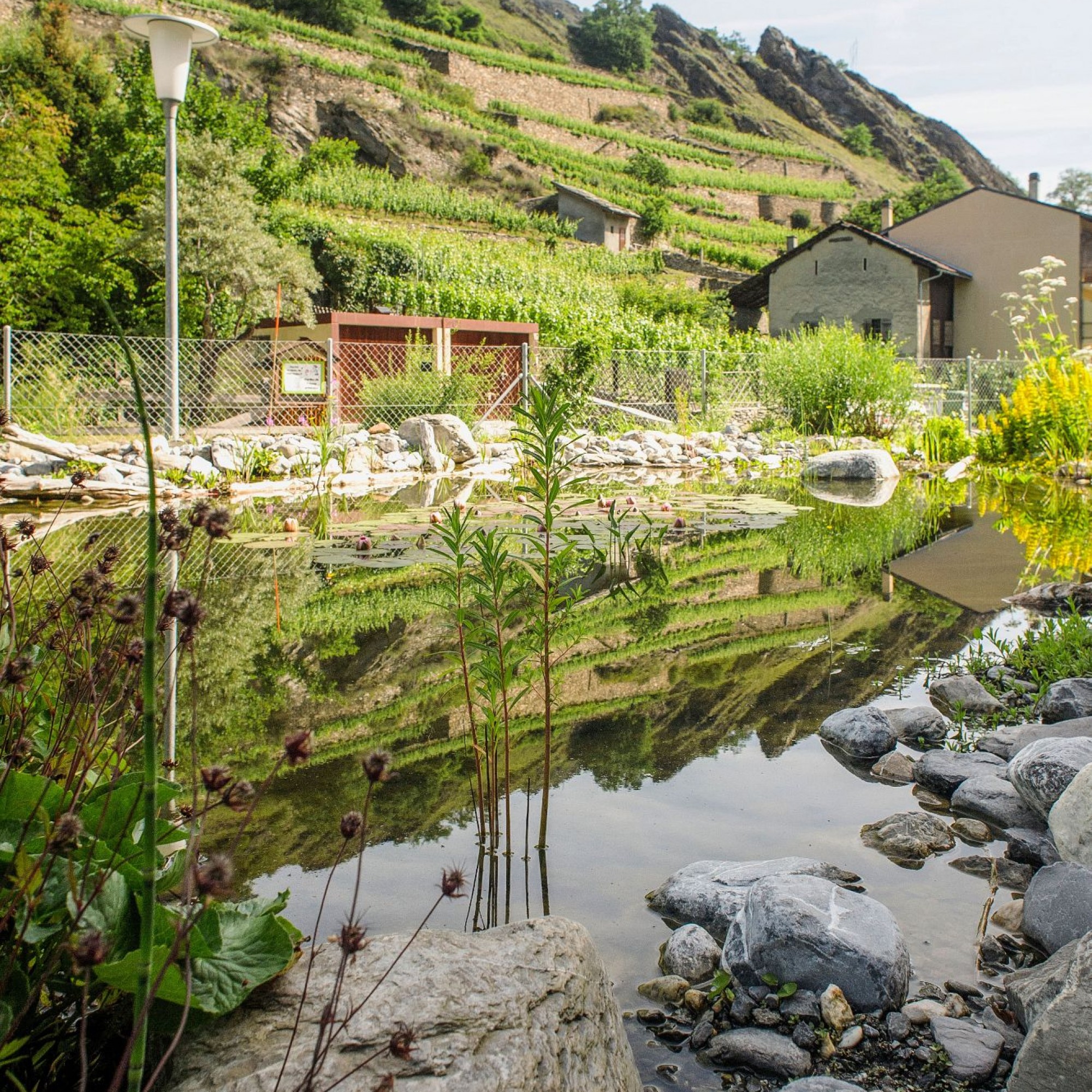 Le milieu urbain empêche l’air frais d’entrer et les sols imperméables n’absorbent pas l’eau lors des fortes pluies. En Valais, on mise désormais sur la végétalisation, la gestion de l’eau, la porosité des sols, mais aussi sur l’information, pour une pris