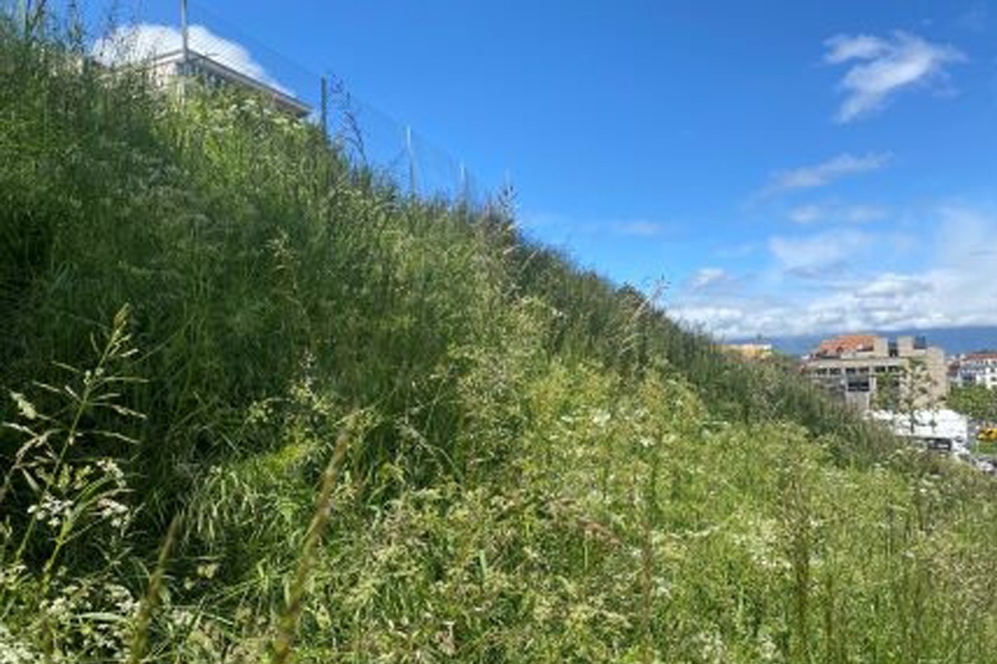 Micro forêts urbaines Genève