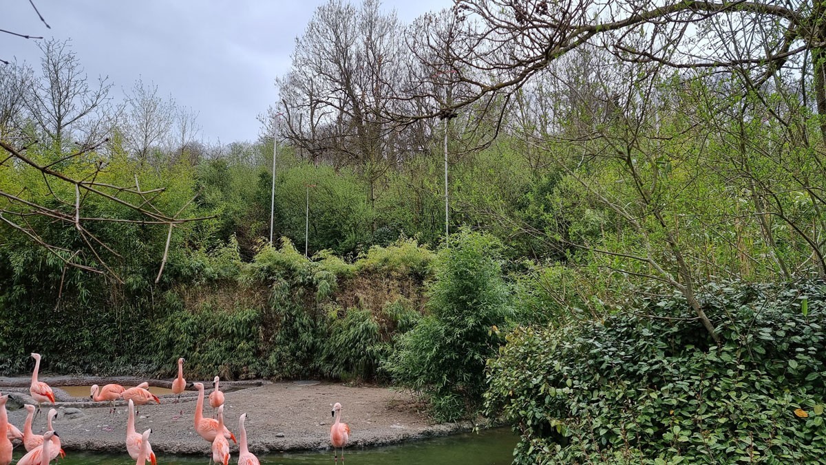 Les profilés de construction installés dans la zone de l'actuelle habitation des flamants roses.