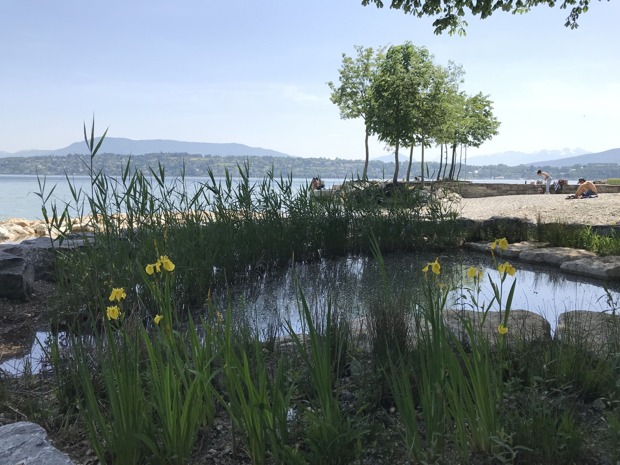 La fosse de dissipation compte plus de 540 plants semi-aquatiques, prélevés dans des sites naturels du canton.