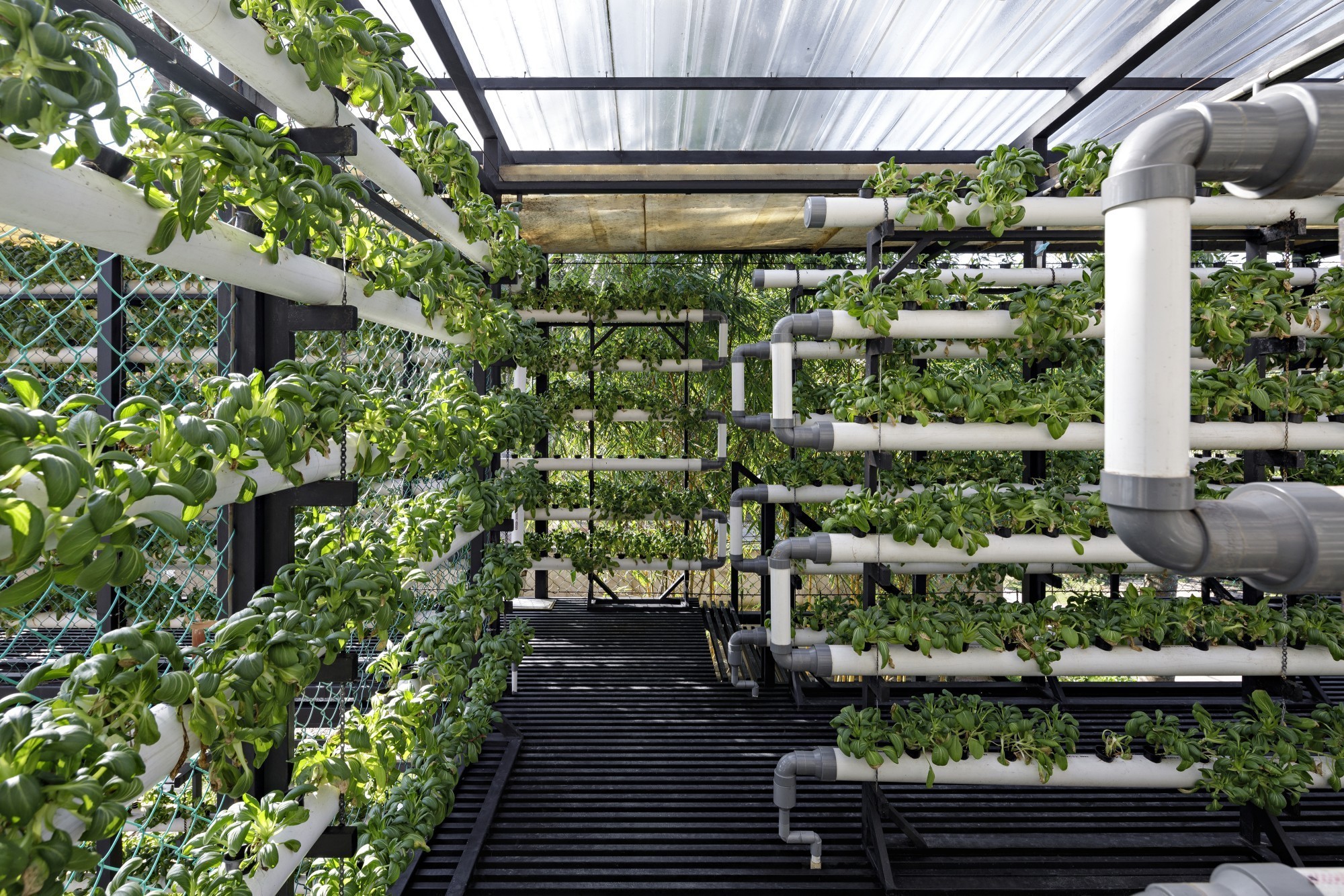 Un potager vertical peut être cultivé sur la maison permettant de créer un paysage productif.