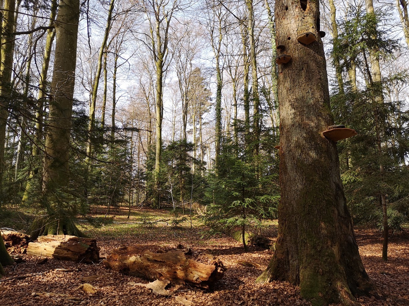 Le parc du Jorat est situé au cœur du massif forestier du Jorat, la plus grande forêt d'un seul tenant du Plateau suisse avec ses 40 km2.