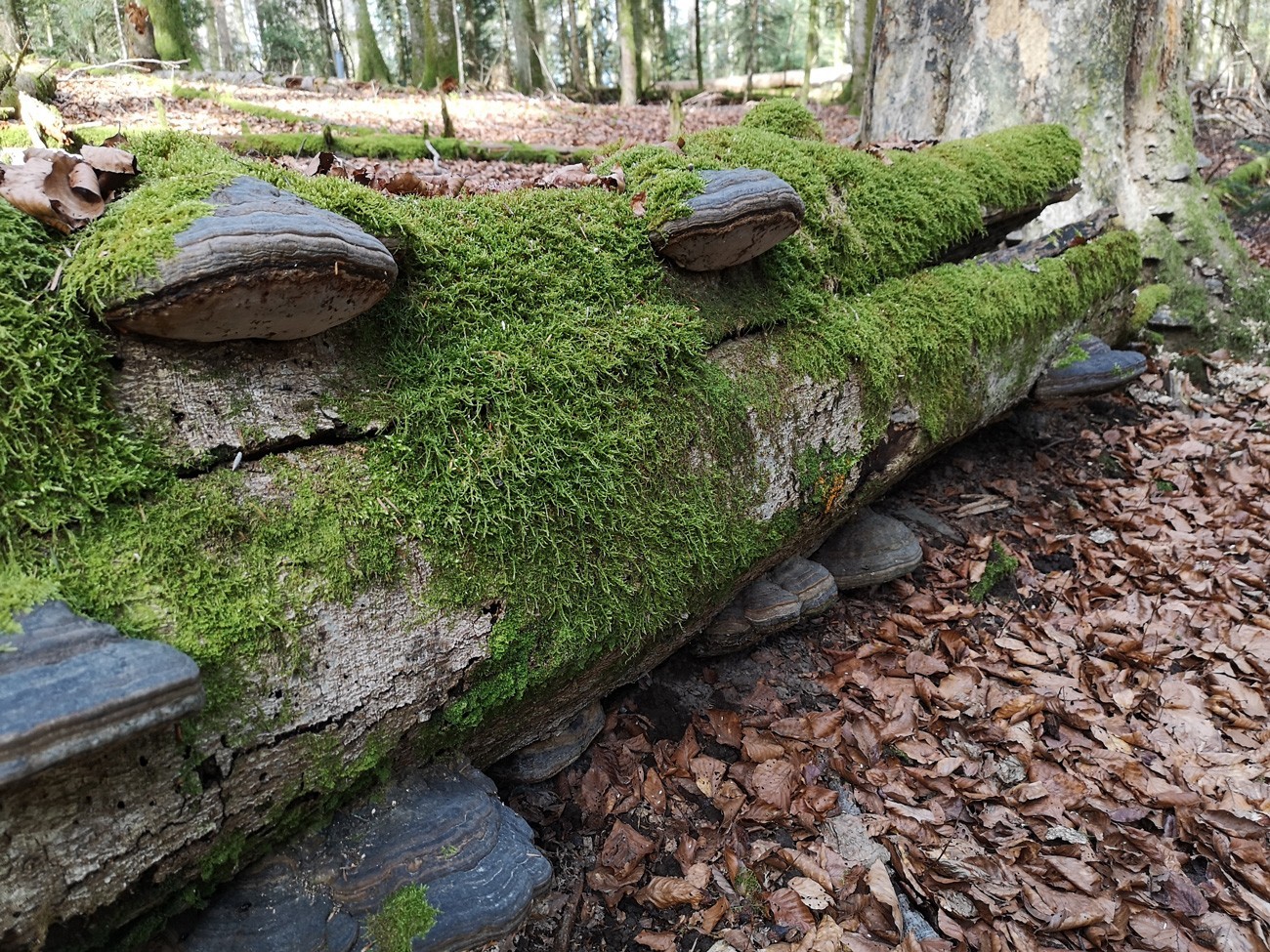 Arbre renversé sur lequel poussent désormais des champignons.