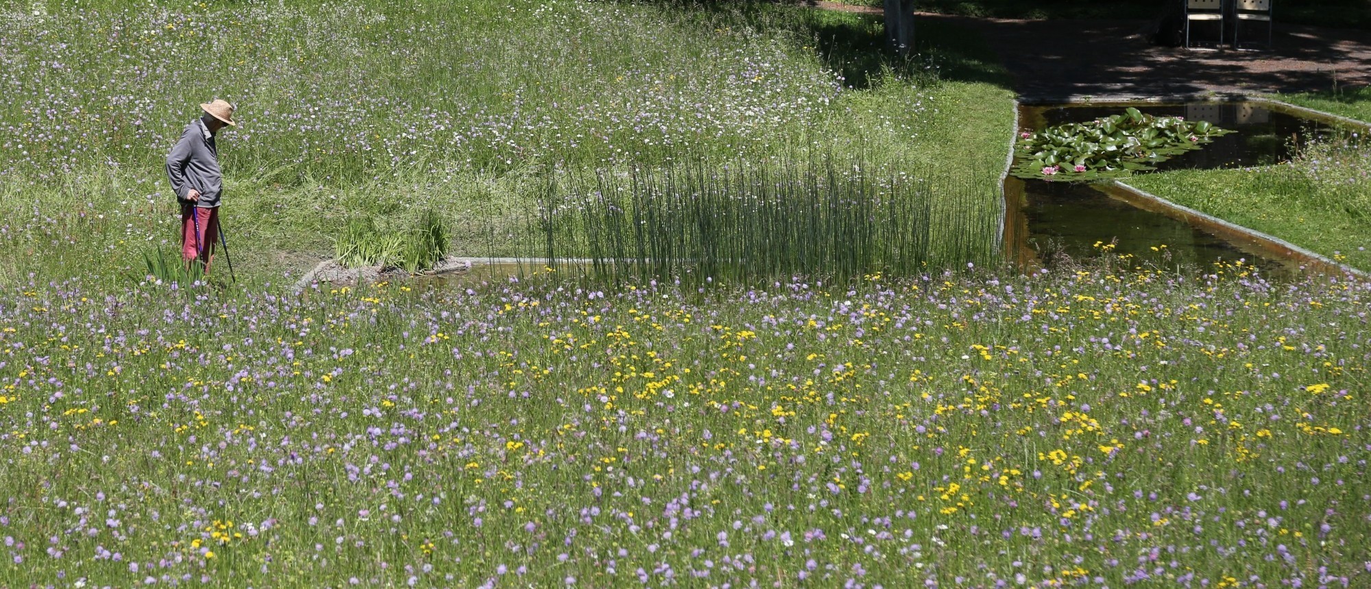 Les parterres de marais et les eaux calmes, des flaques aux étangs sont des habitats et des biotopes-relais importants dans les zones urbaines.