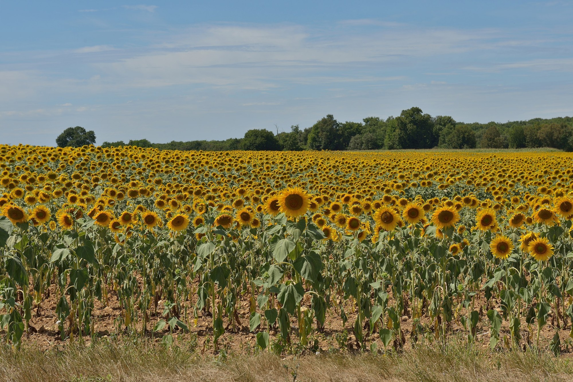 Empa société tournesol