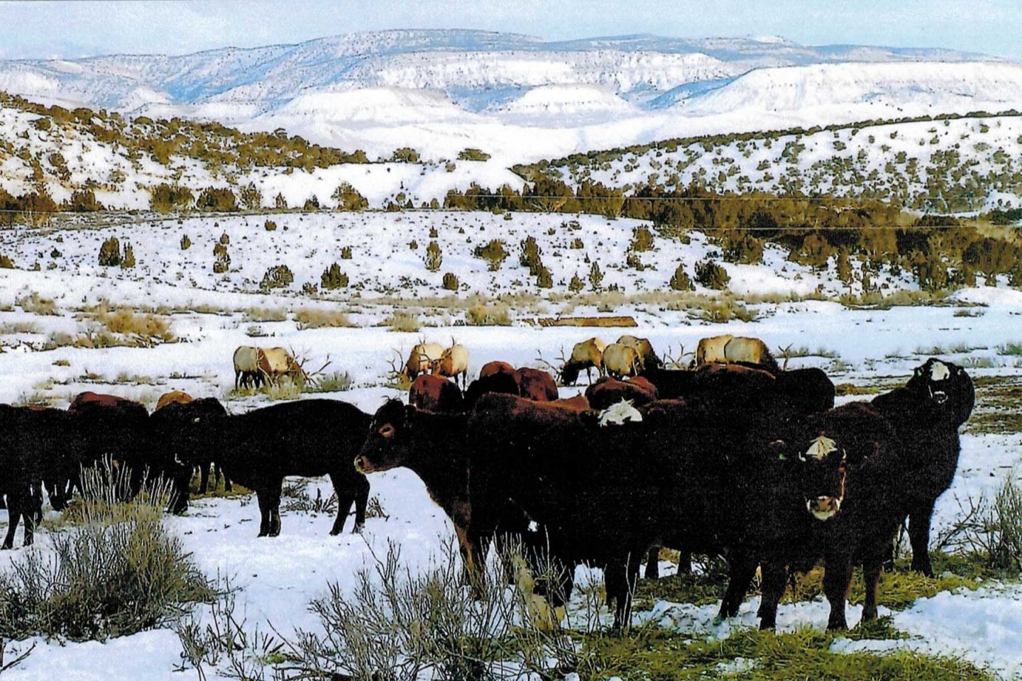 Le ranch comprend une exploitation bovine ouverte toute l'année et comptant jusqu'à 600 têtes.