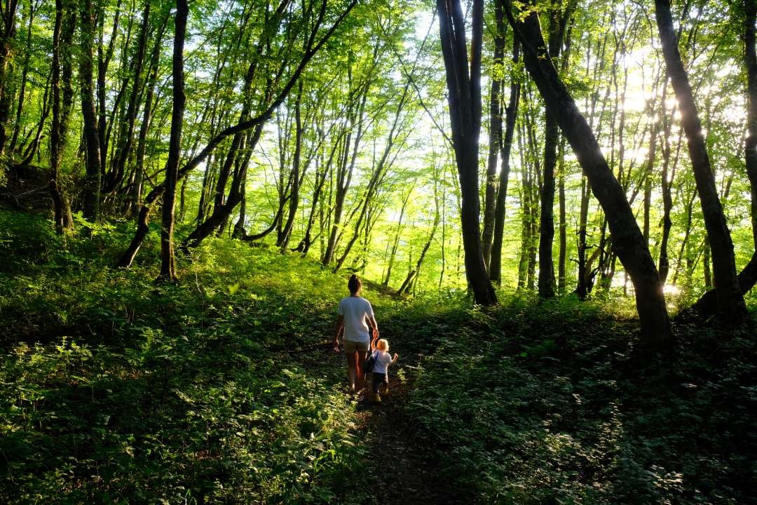 La Ville de Lausanne et  Lignum Vaud invitent le public jusqu'au 19 novembre à découvrir le rôle de la forêt et l’utilité des arbres sur notre santé par le biais d'une exposition interactive.