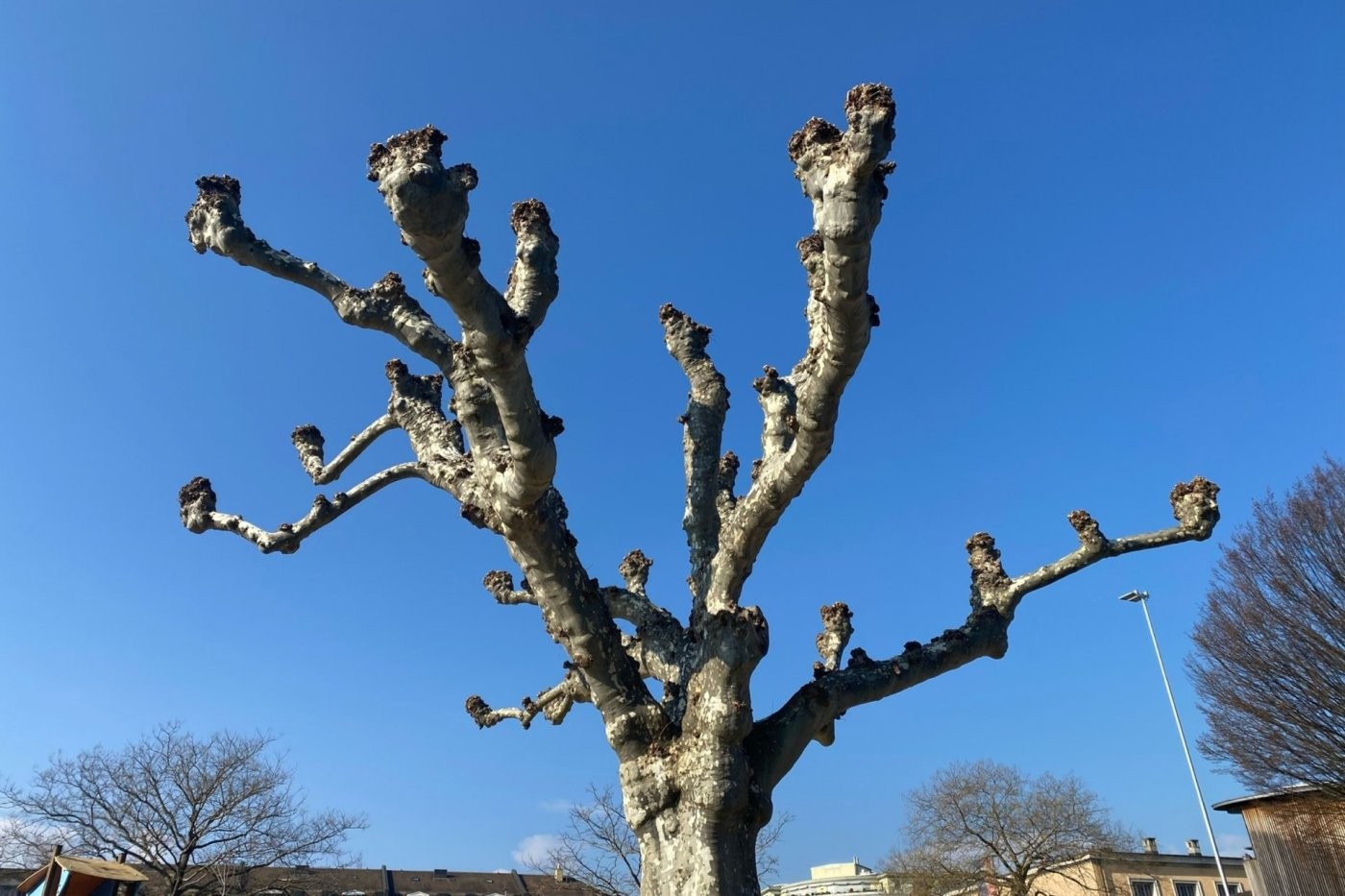 La taille en «têtes de chat» vise à conserver un volume réduit ou une forme particulière de platane. Les branches taillées de la sorte subissent des blessures et sont plus vulnérables aux attaques de champignons.