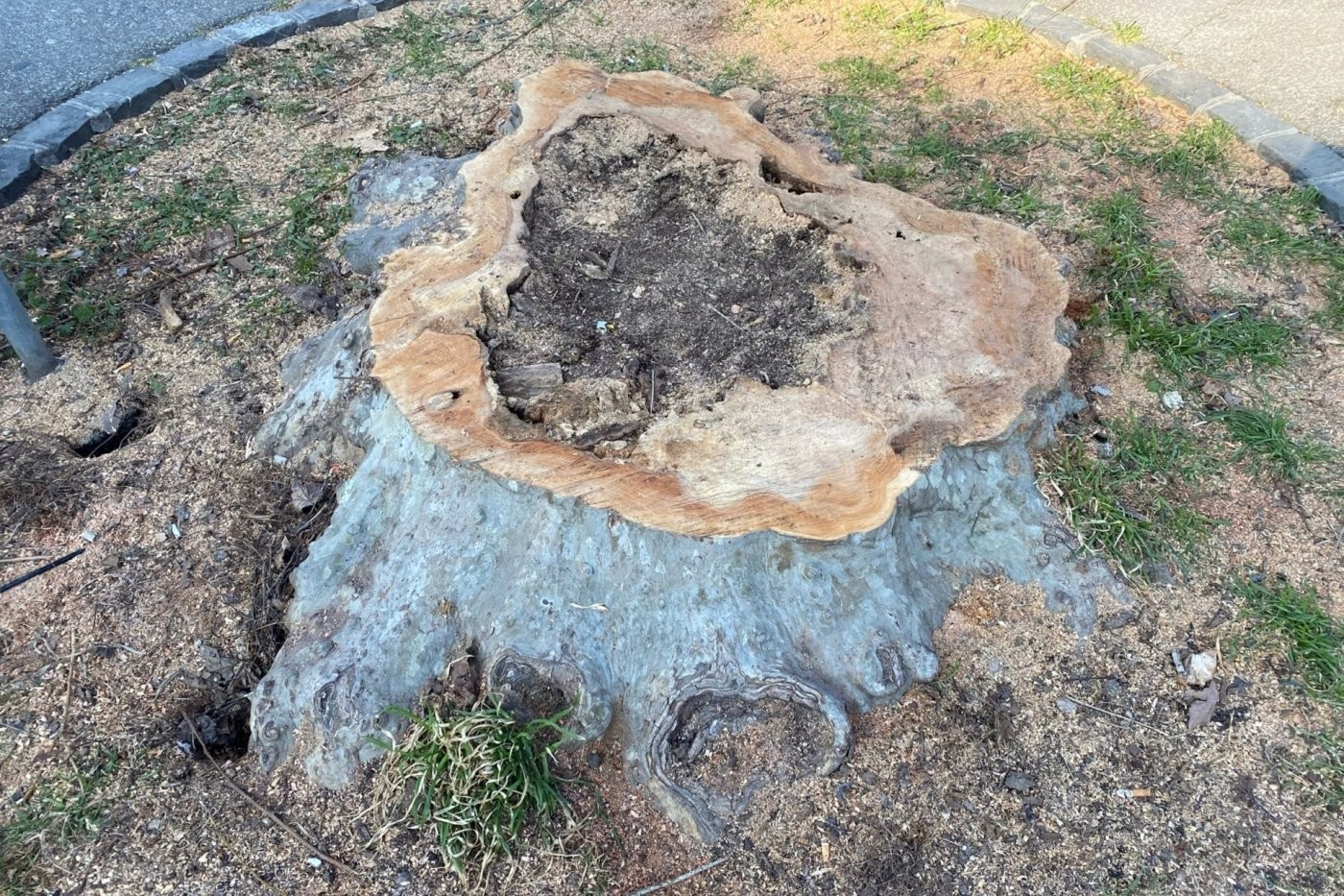 Par mesure de sécurité, un des platanes de Perdtemps a été abattu. Le Service de l’environnement va laisser à sa souche une chance de repousser.