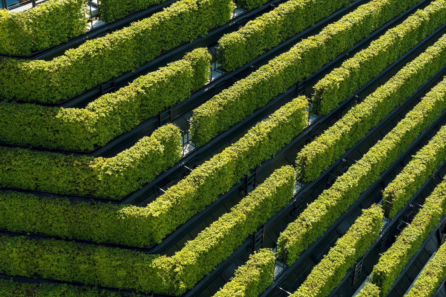 Marché vert Dusseldorf 4