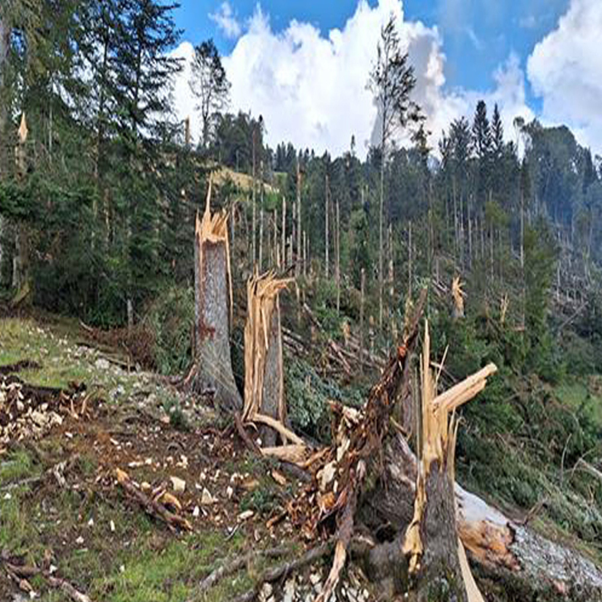 Dégâts forêt tempete chxfds 24 juillet