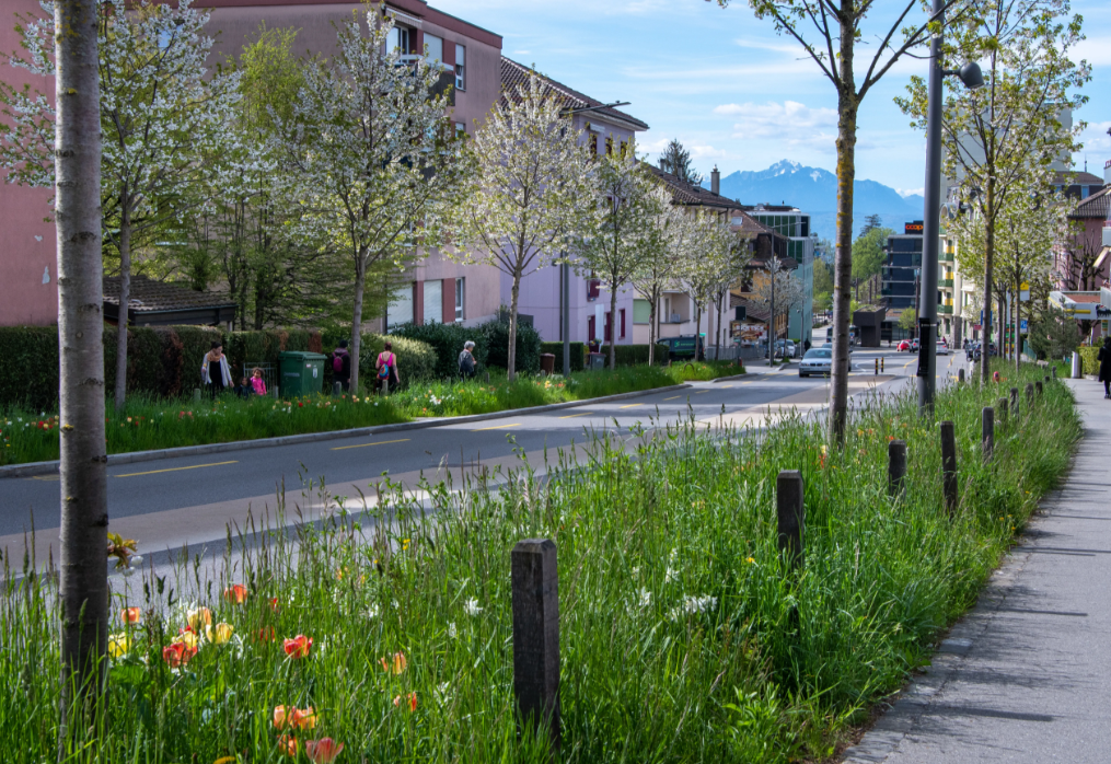 La Ville de Lausanne dépasse les attentes mais reste vigilante en ce qui concerne sa stratégie d'arborisation.