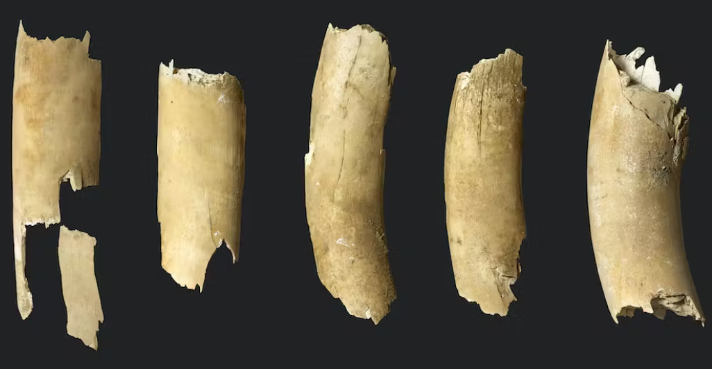 Les cinq fragments de défense de mammouth de Wynau (BE) appartenaient vraisemblablement à un mâle adulte.