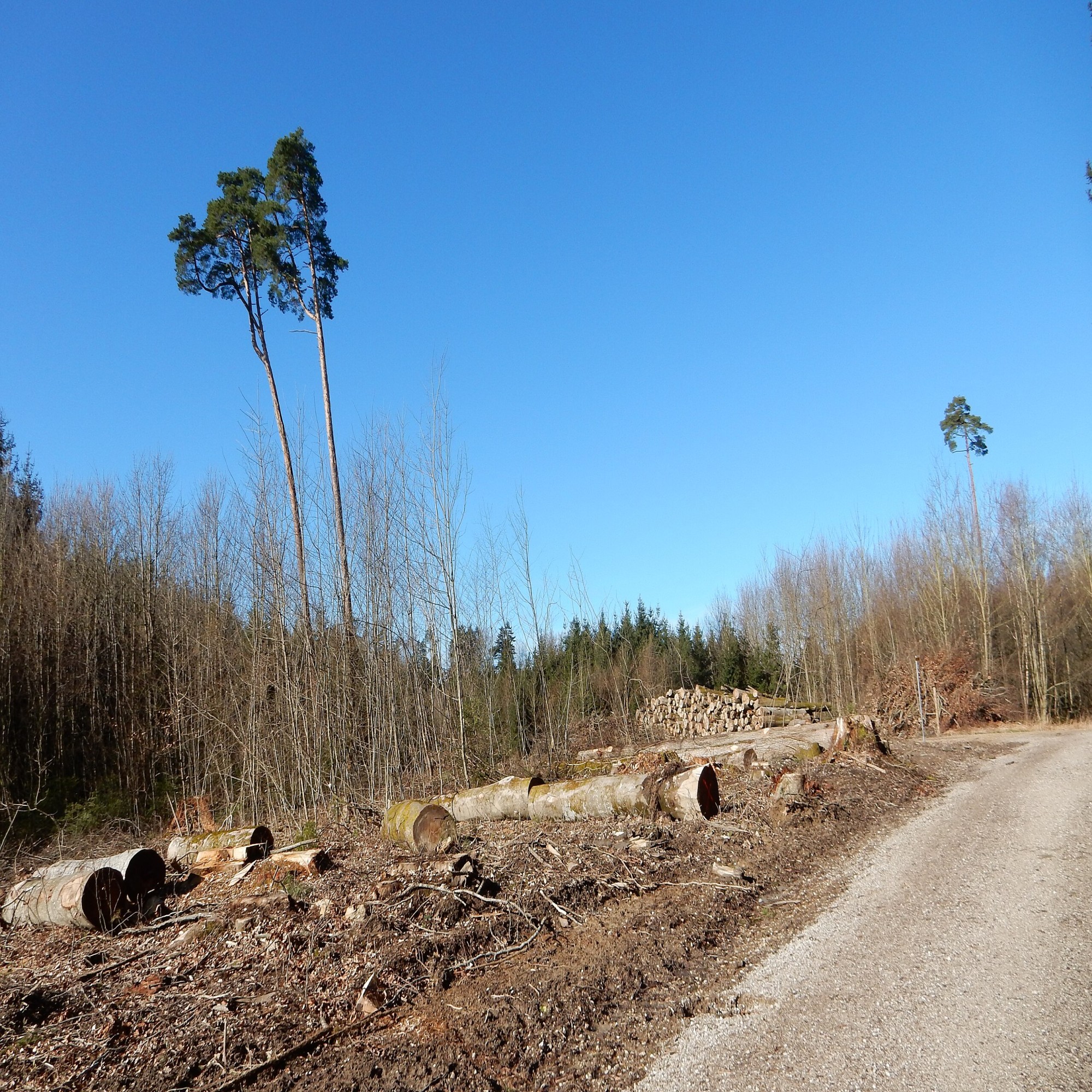 Forêts Fribourg