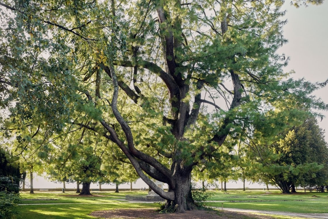 La valeur de ce Pinus wallichiana en bonne santé en zone urbaine atteint 113'400 francs.