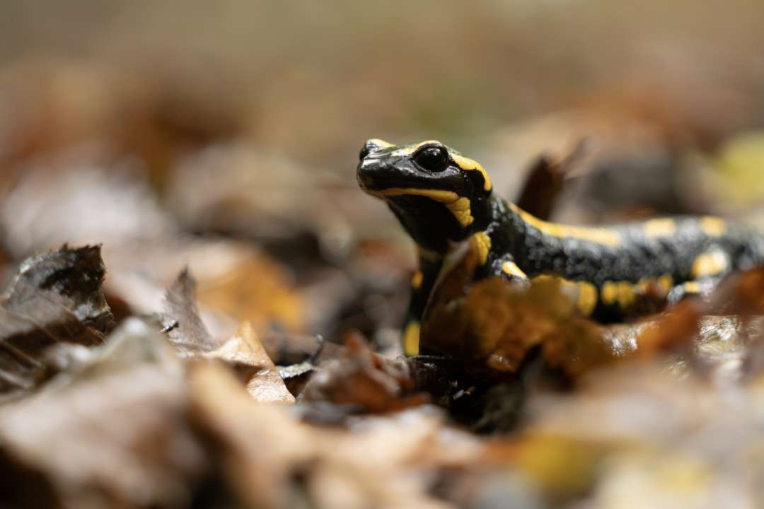 Lausanne s'acharne à restaurer la biodiversité aquatique de ses rivières.