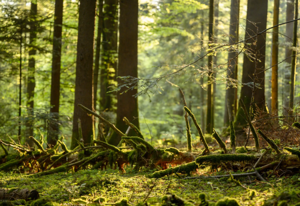 Le parc du Jorat est situé au cœur de plus grande forêt d'un seul tenant du Plateau suisse avec ses 40 km².