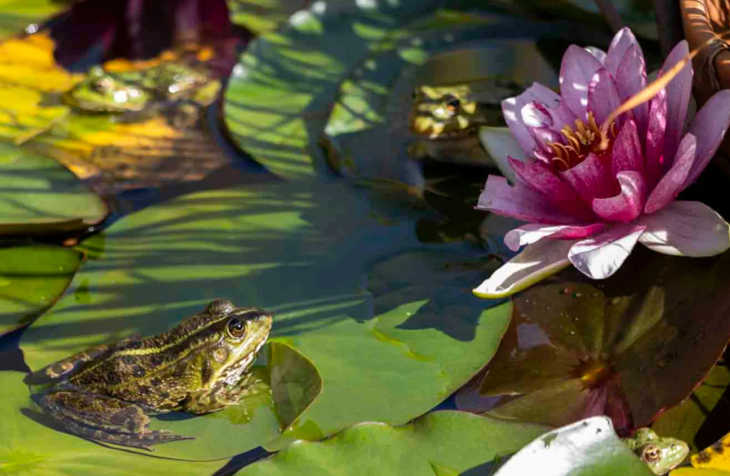 Le premier prix du concours «1, 2, 3...Nature!» a été décerné à Olivia Bazin pour sa grenouille verte.