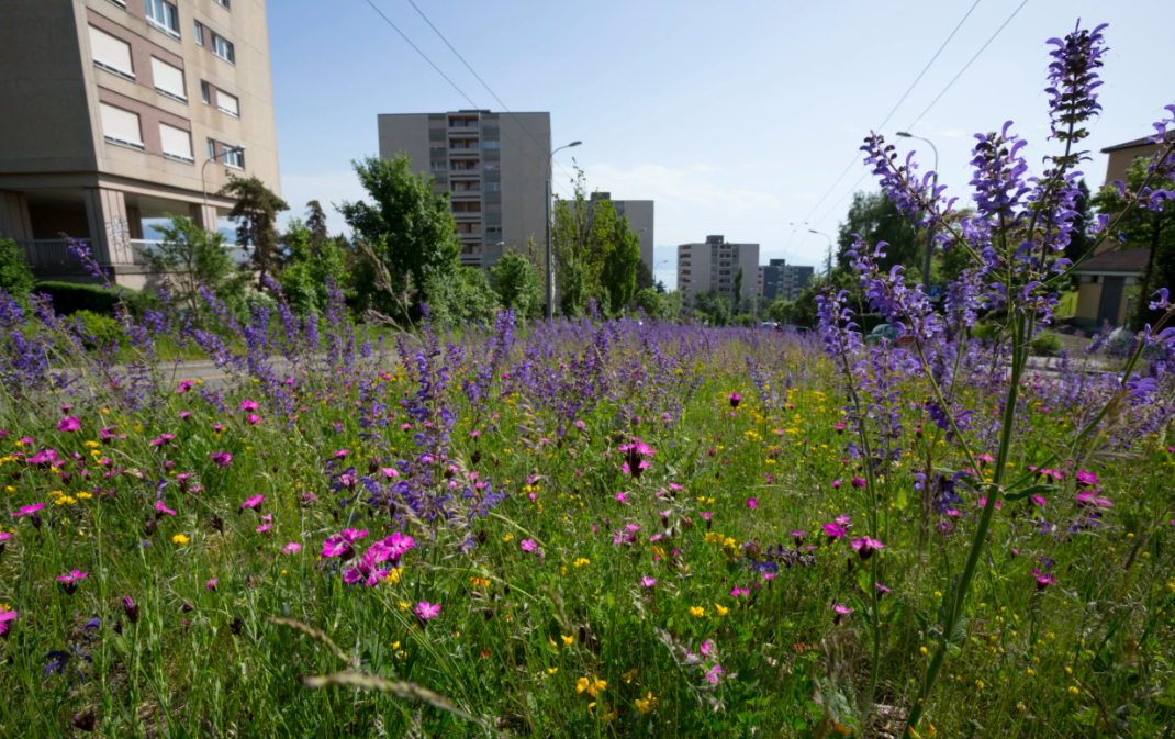 Un plan d’action est mis en place renforcer la biodiversité en ville de Lausanne.
