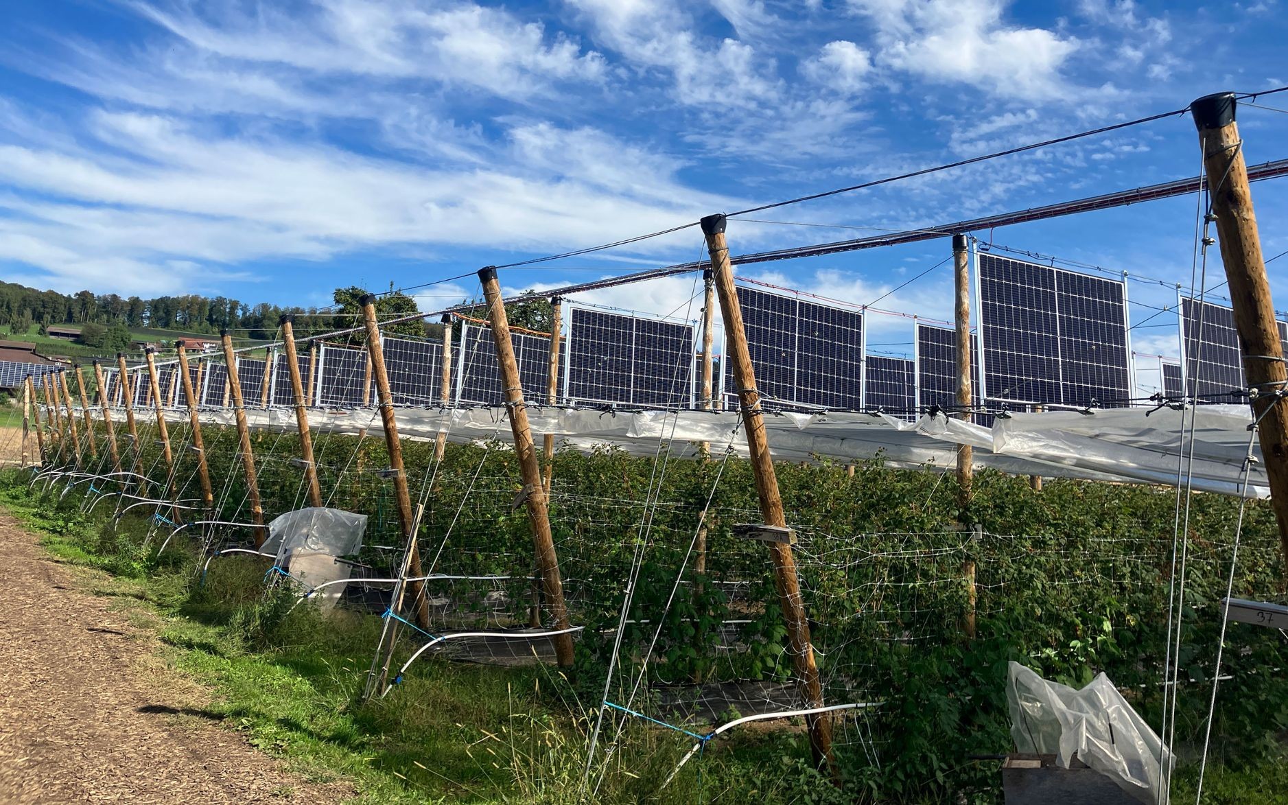 Des fruits et de l’énergie solaire dans les champs, le nouveau concept écologique testé en Suisse.