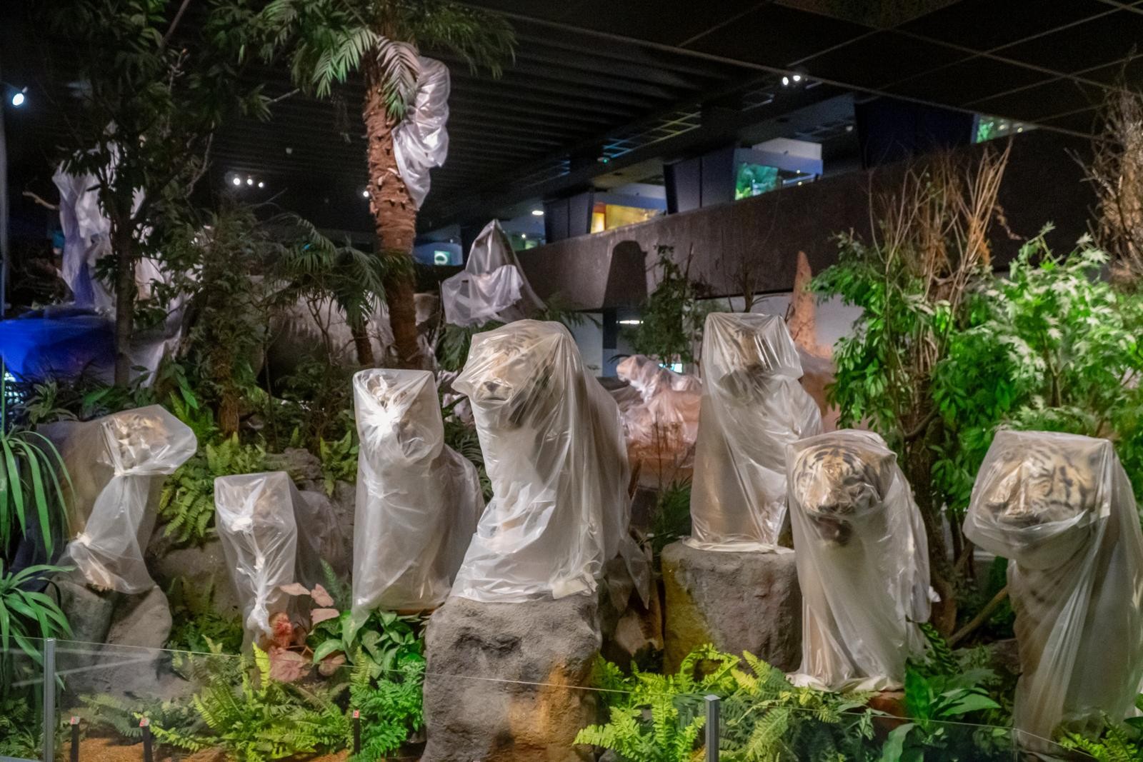 Muséum Genève 3