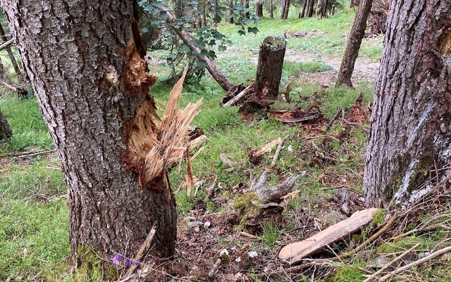 Les points d'impact sur le terrain et sur les arbres ont permis d'estimer la distance de saut et, par conséquent, la vitesse du gros rocher près de la palissade en bois dans la forêt de Sela.