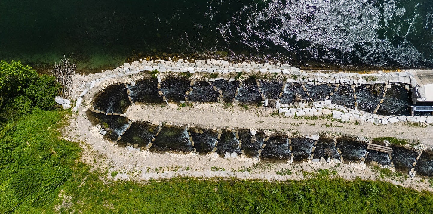 Les poissons de la centrale hydroélectrique de Flumenthal (SO) bénéficient désormais d’une passe à poissons modernisée, favorisant leur migration en toute sécurité.