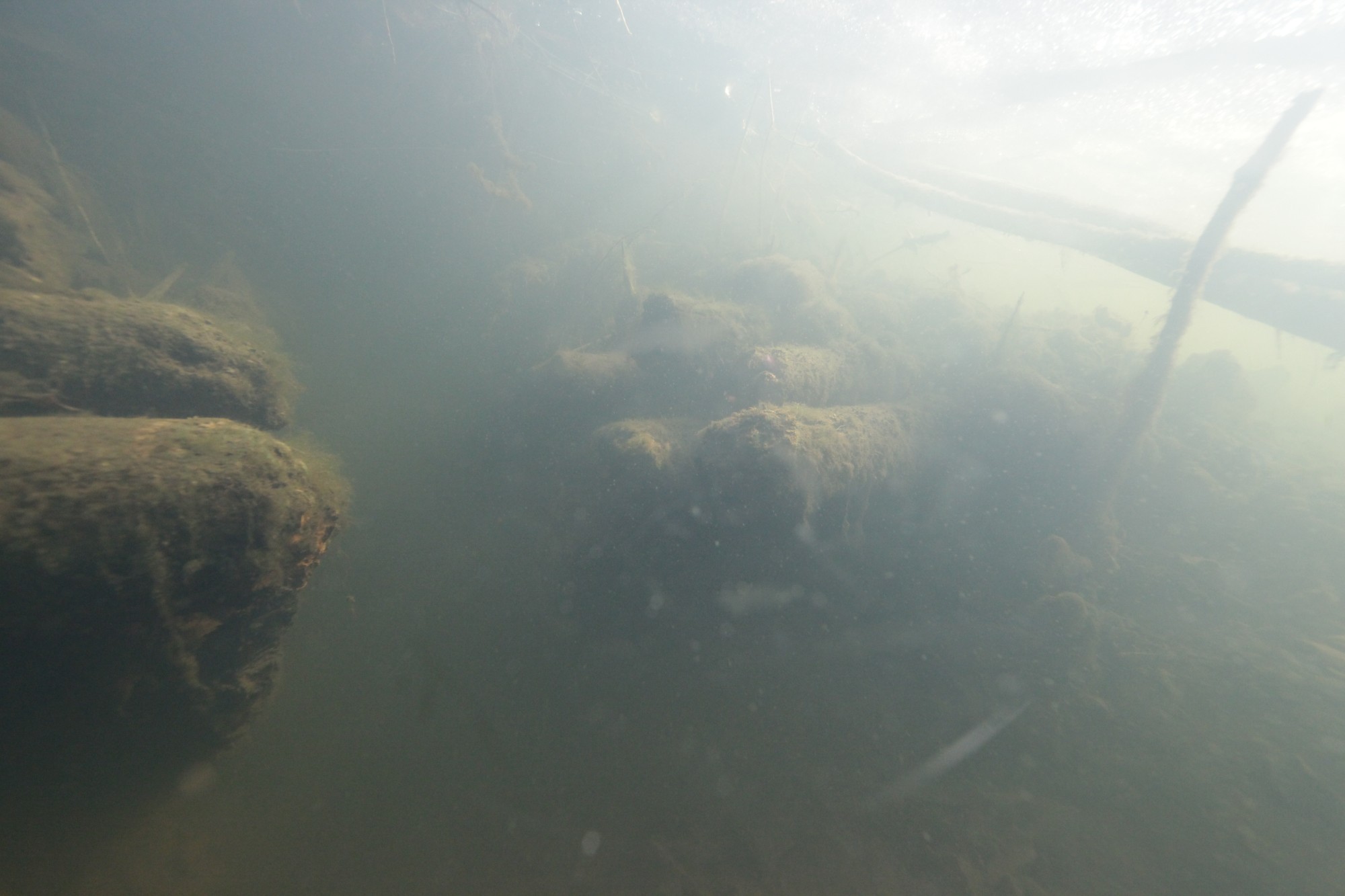 Une galerie creusée par le castor traverse une couche de bois préhistoriques dans la zone de rive de la grande île.