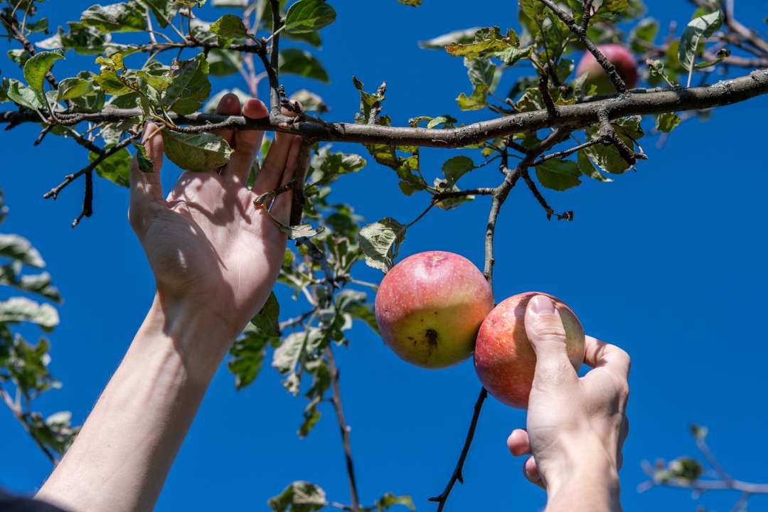 Pommes, poires, prunes ou cerises: les vergers communaux de Lausanne sont accessibles à tous.