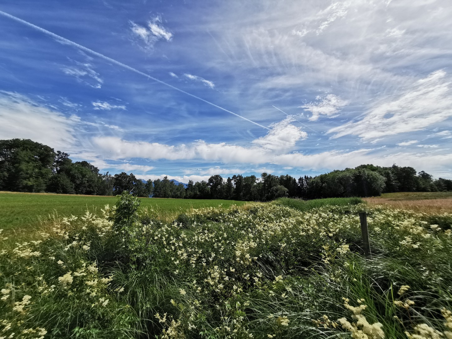Le Riolet abrite un milieu naturel humide riche en biodiversité, qui sera étendu dans le cadre d’un projet de renaturation.