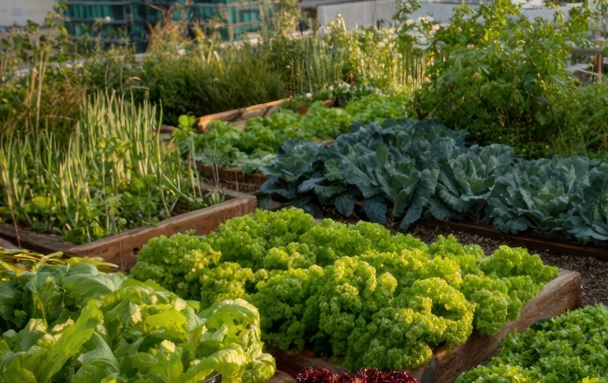 La Ville de Lausanne lance un programme de subventions pour encourager la création de toitures potagères.