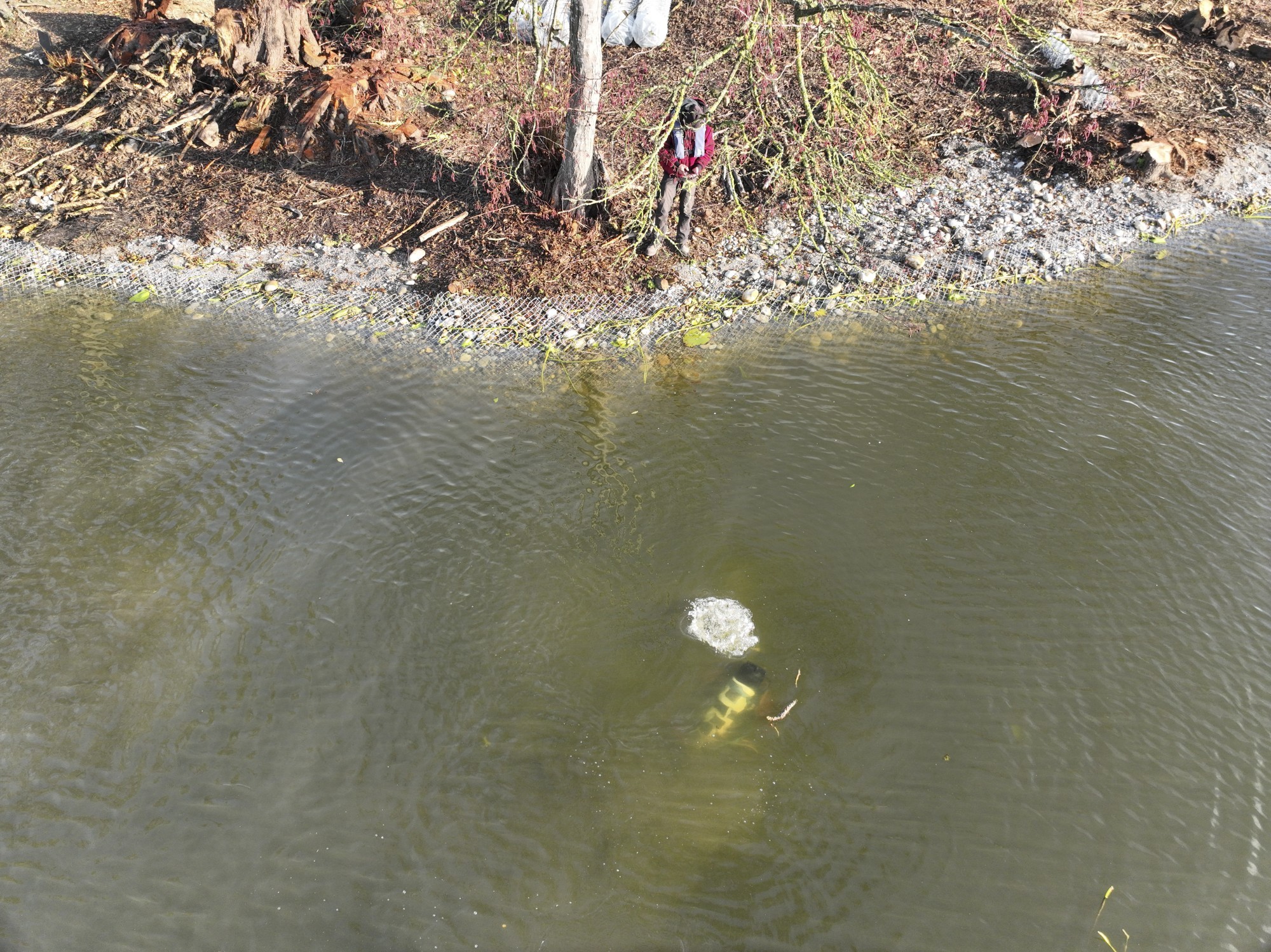 Une première couche de grillage anti-rongeurs a été placé sur la berge aplanie. Les plongeurs en ont ensuite posé d’autres sur le fond du lac.