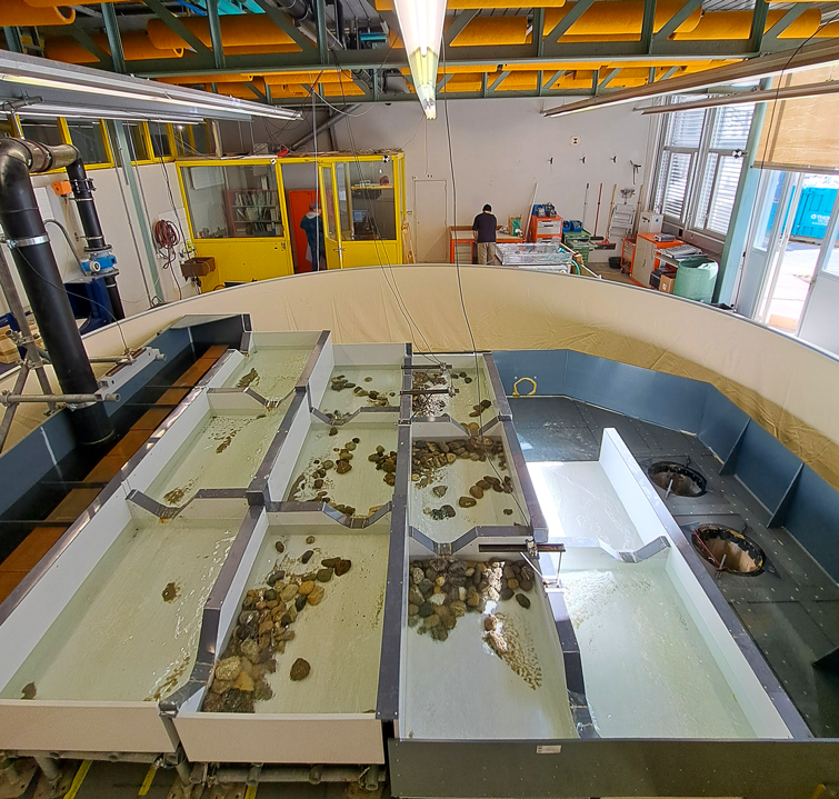 Hepia passe à poissons Drize 1