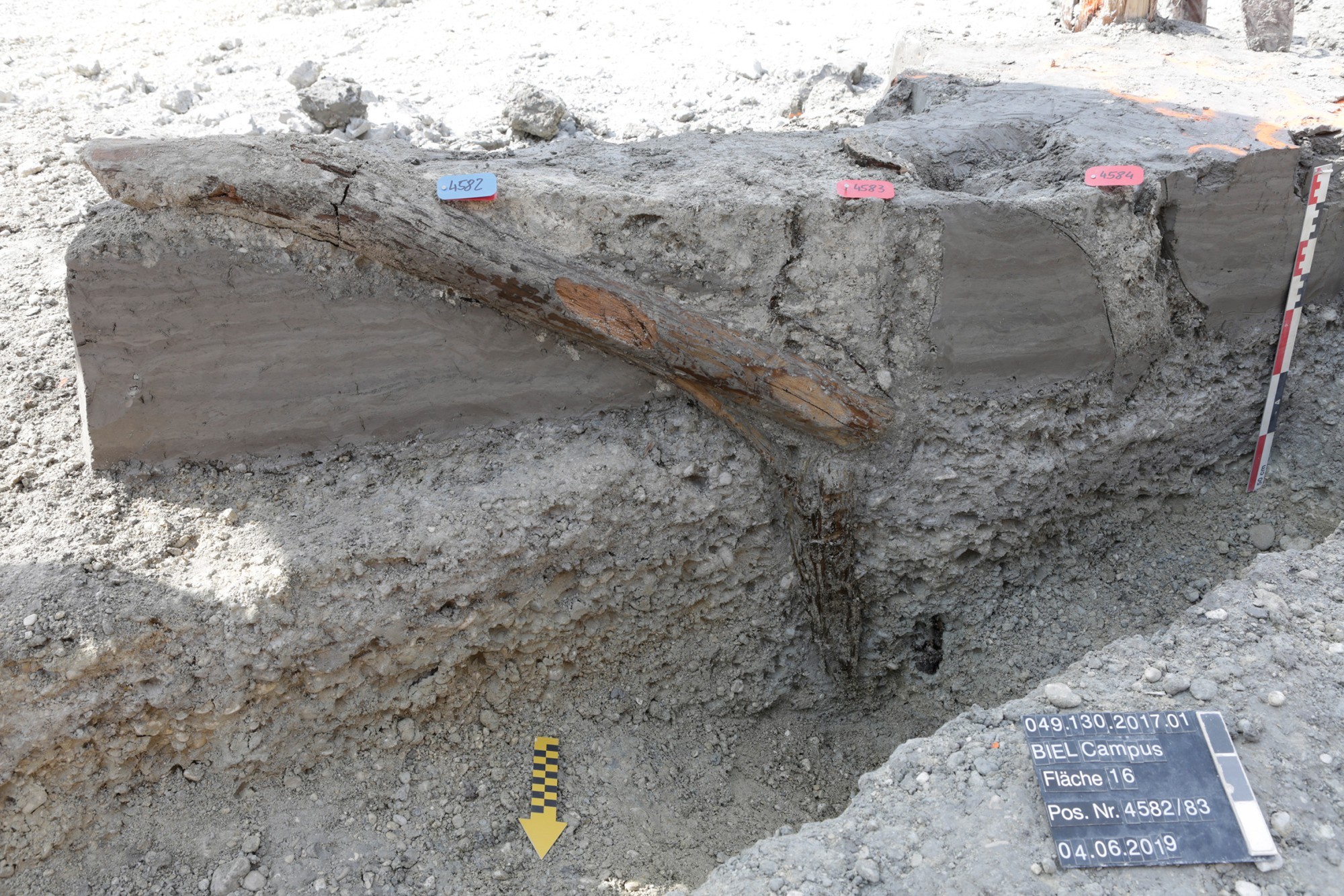 Le poteau d'un bâtiment mis au jour en bordure nord du village. Il s'est effondré sous les coups de la tempête destructrice au 39e siècle av. J-C.