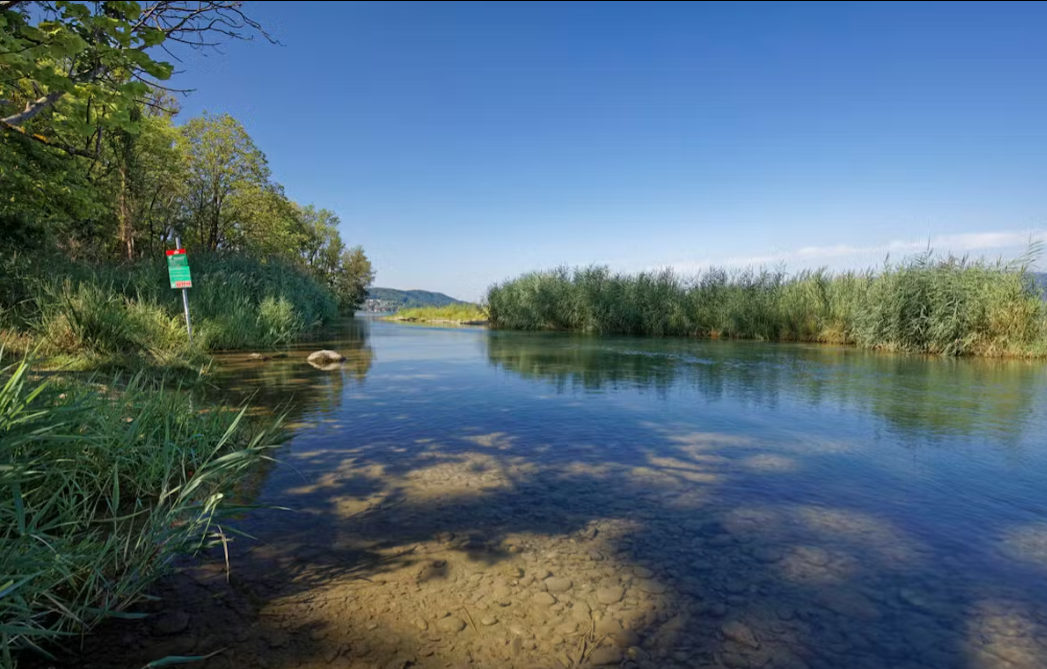 Le delta de l’Aar et ses roselières, un habitat précieux désormais mieux protégé dans le cadre de la nouvelle réserve naturelle.