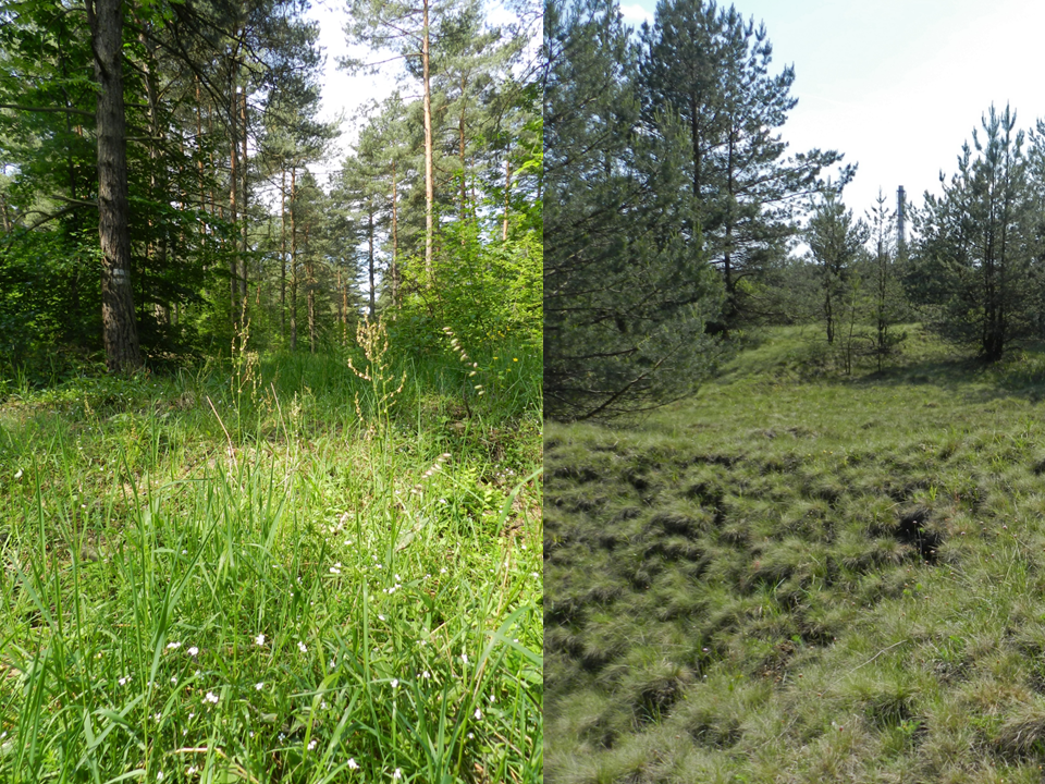 Dans le sud de la Pologne (Olkusz), les arbres forestiers colonisent spontanément d'anciennes zones minières abandonnées au Moyen Age (à gauche) et au XXe siècle (à droite).