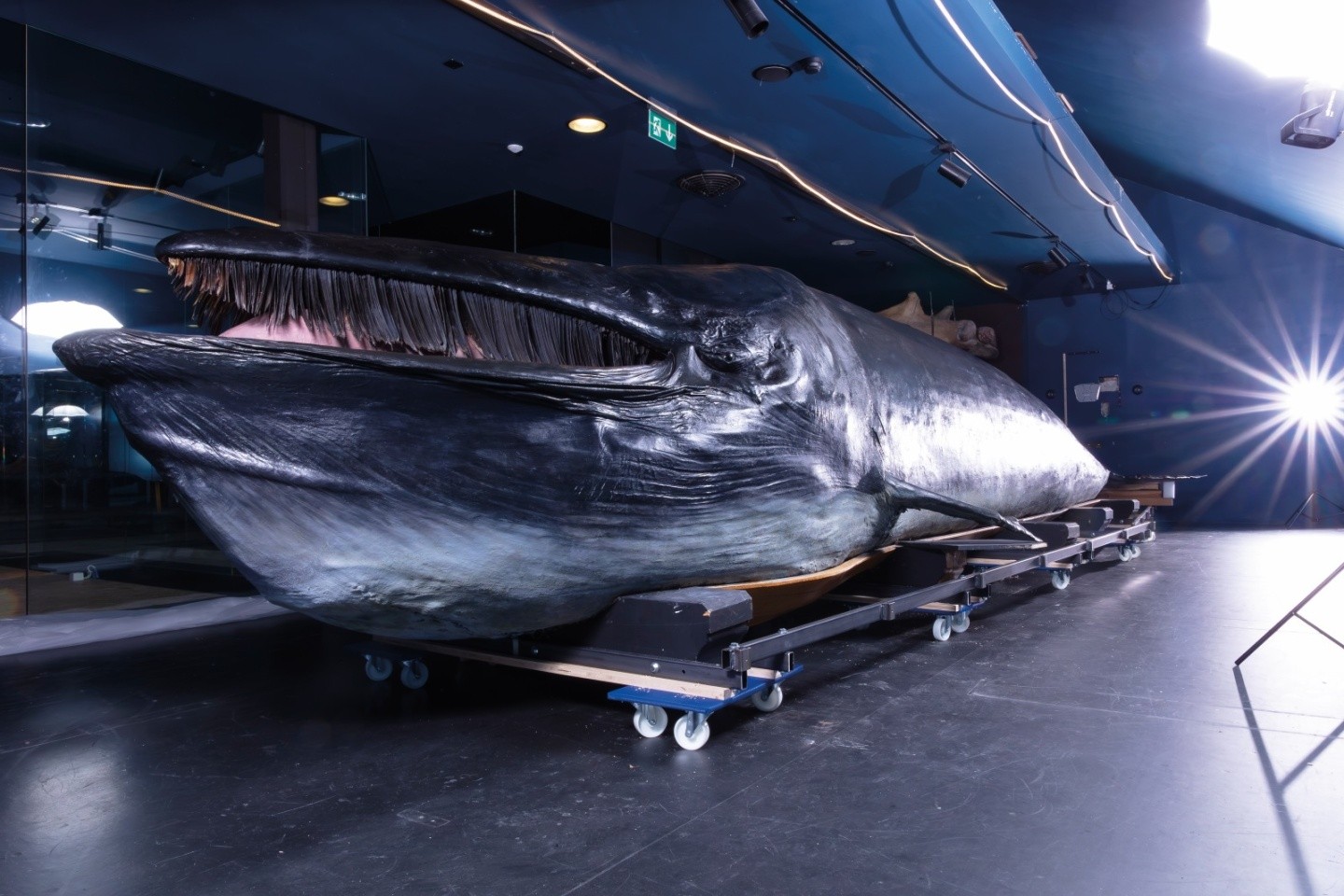 La baleine du Musée d’histoire naturelle de Fribourg a été entièrement restaurée cette année, une étape indispensable avant son transfert vers le futur bâtiment des Arsenaux.