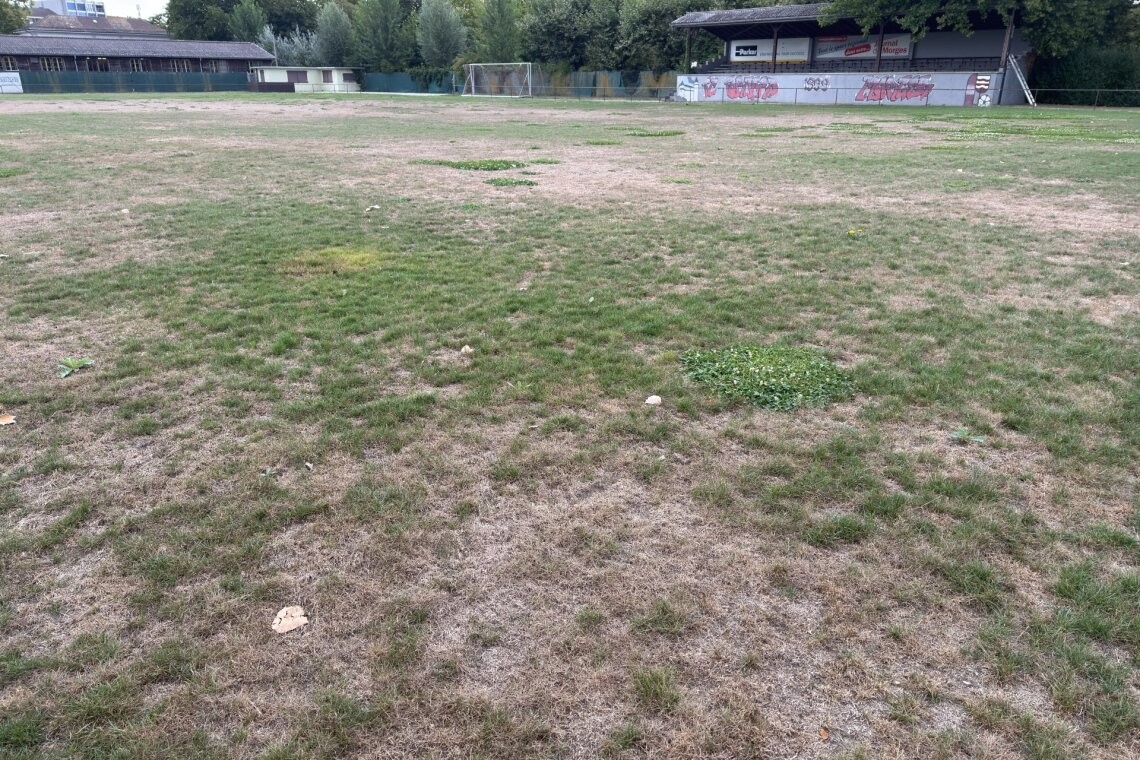 L’été caniculaire a fortement fragilisé les terrains de football morgiens, et la pelouse de gala du Parc des Sports reste pour l’heure impraticable.