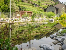 Le milieu urbain empêche l’air frais d’entrer et les sols imperméables n’absorbent pas l’eau lors des fortes pluies. En Valais, on mise désormais sur la végétalisation, la gestion de l’eau, la porosité des sols, mais aussi sur l’information, pour une pris