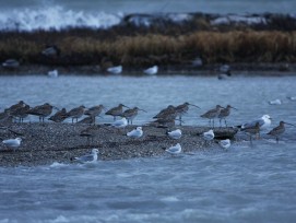 ile oiseaux lausanne 2