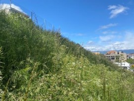 Micro forêts urbaines Genève