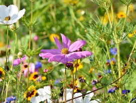 Selon le Conseil fédéral la diversité biologique et paysagère doit être mieux protégée et encouragée. L'augmentation de la surface protégée par la loi doit garantir la surface nécessaire à la diversité biologique dans toutes les régions du pays et pour to