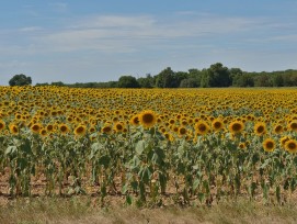 Empa société tournesol