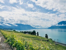 Lavaux Patrimoine Mondial (LPm) a été créé en 2013 afin de préserver et valoriser la valeur universelle exceptionnelle du site, développer et mettre en application le plan de gestion garantissant le maintien de l’inscription de Lavaux au Patrimoine mondia