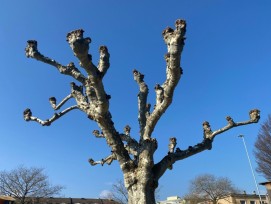 La taille en «têtes de chat» vise à conserver un volume réduit ou une forme particulière de platane. Les branches taillées de la sorte subissent des blessures et sont plus vulnérables aux attaques de champignons.