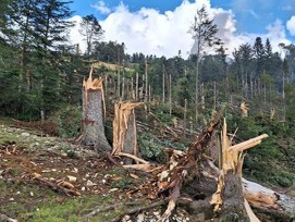 Dégâts forêt tempete chxfds 24 juillet