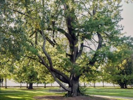 La valeur de ce Pinus wallichiana en bonne santé en zone urbaine atteint 113'400 francs.