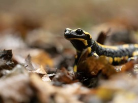 Lausanne s'acharne à restaurer la biodiversité aquatique de ses rivières.