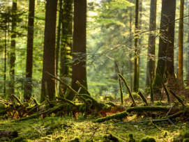 Le parc du Jorat est situé au cœur de plus grande forêt d'un seul tenant du Plateau suisse avec ses 40 km².