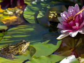 Le premier prix du concours «1, 2, 3...Nature!» a été décerné à Olivia Bazin pour sa grenouille verte.